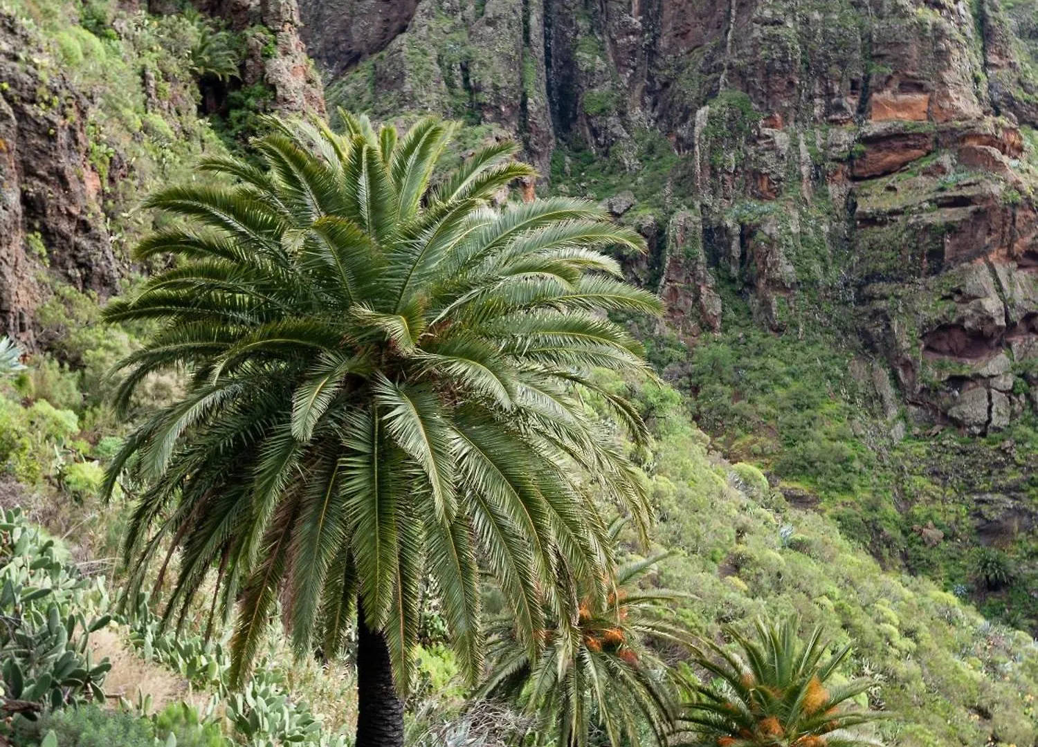 Live Masca Casatarucho Villa Buenavista Del Norte